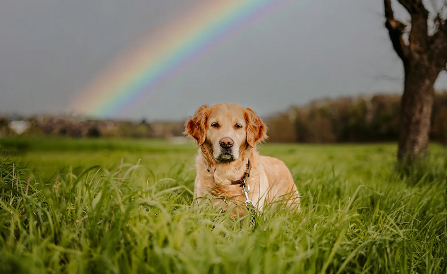Dog sitting in grass under a rainbow